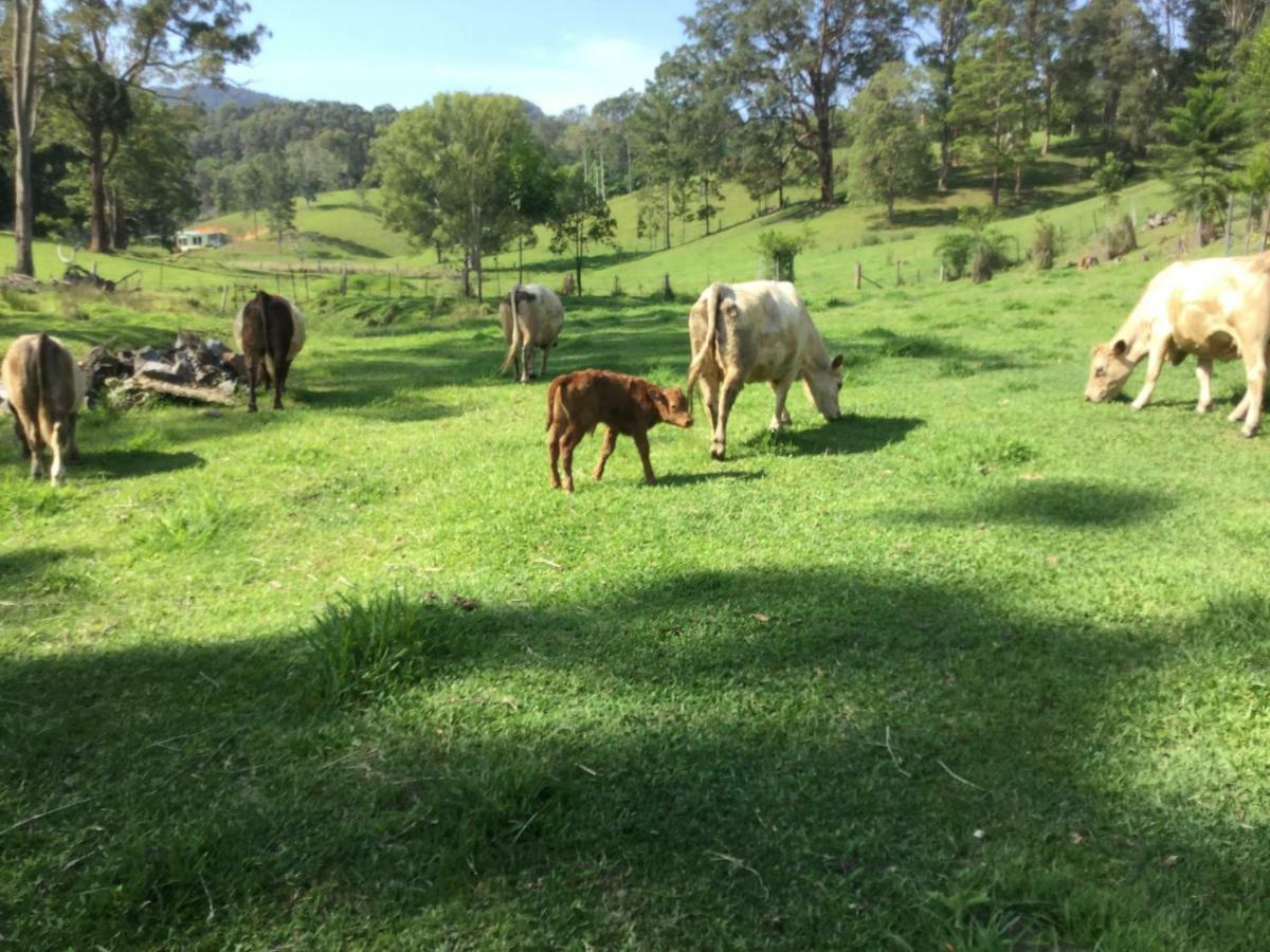 The Croft Bed And Breakfast Murwillumbah Exterior foto